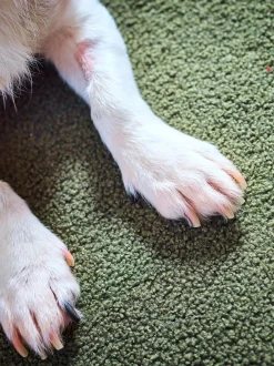 Copertina per animali con parte inferiore antiscivolo Teddy, varie misure