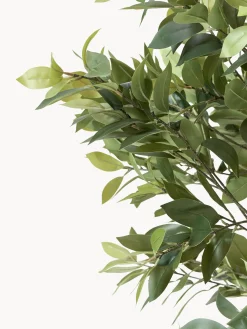 Pianta artificiale Money Tree