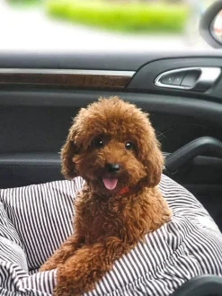 Seggiolino auto per animali domestici con cintura di sicurezza Premium, varie misure